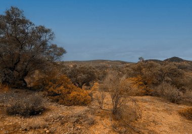 İlkbaharda İspanya 'nın Cordoba eyaletinin çayırlarında çiçekler