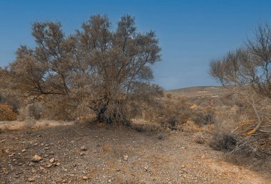 İlkbaharda İspanya 'nın Cordoba eyaletinin çayırlarında çiçekler