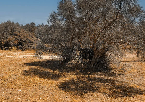 Olive trees in Cordoba province in the springtime