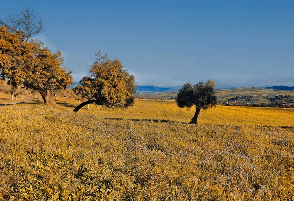 Flowers Meadows Malaga Province Spain Springtime — Stockfoto