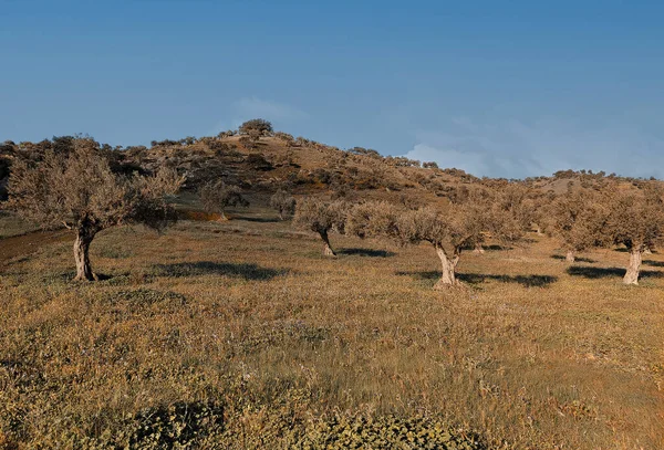 Drzewa Oliwne Prowincji Malaga Wiosną — Zdjęcie stockowe