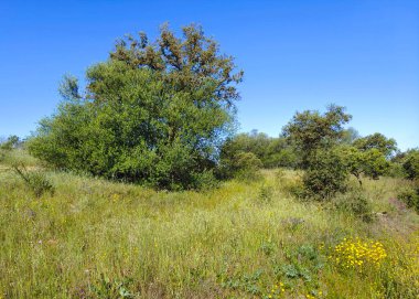 Güneşli bir günde İspanya 'nın merkezinde Extremadura' daki çayırlar