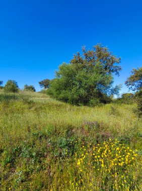 Güneşli bir günde İspanya 'nın merkezinde Extremadura' daki çayırlar