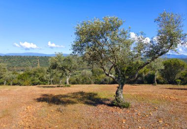 Güneşli bir günde Caceres vilayetinde zeytin ağaçları