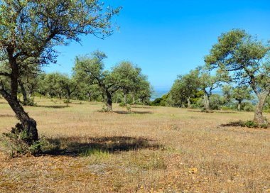 Güneşli bir günde Caceres vilayetinde zeytin ağaçları