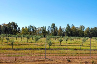 Güneşli bir günde Caceres vilayetinde zeytin ağaçları