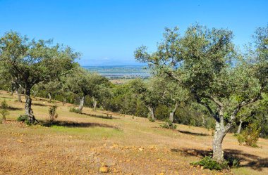 Güneşli bir günde Caceres vilayetinde zeytin ağaçları