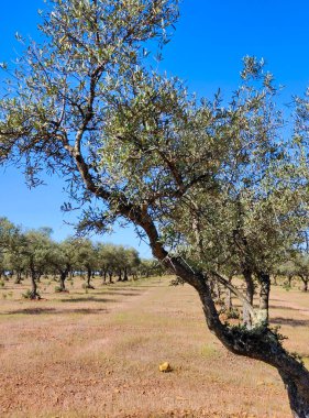 Güneşli bir günde Caceres vilayetinde zeytin ağaçları