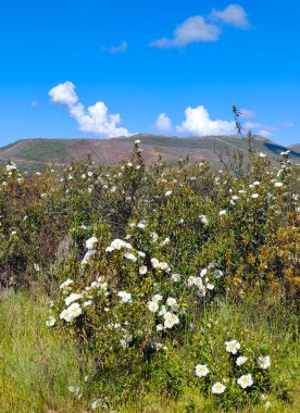 Güneşli bir günde İspanya 'da Caceres' in çayırlarında beyaz çiçekler