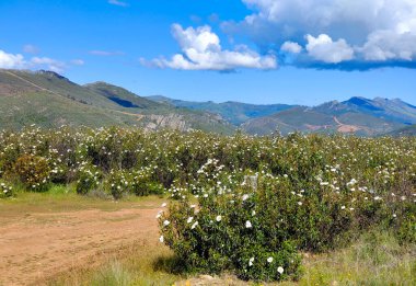 Güneşli bir günde İspanya 'da Caceres' in çayırlarında beyaz çiçekler
