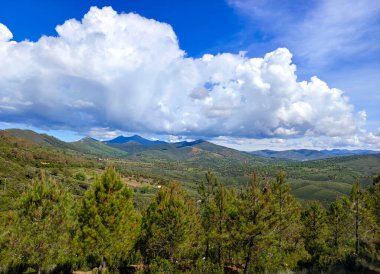 Güneşli bir günde İspanya 'nın merkezindeki Caceres şehrinde orman