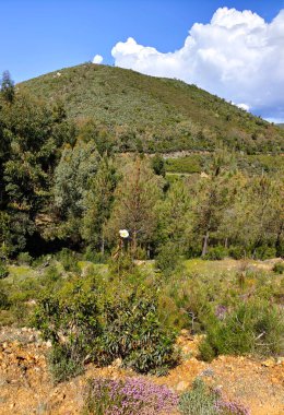 Güneşli bir günde İspanya 'nın merkezindeki Caceres şehrinde orman