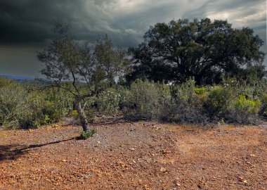 Güneşli bir günde Caceres vilayetinde zeytin ağaçları