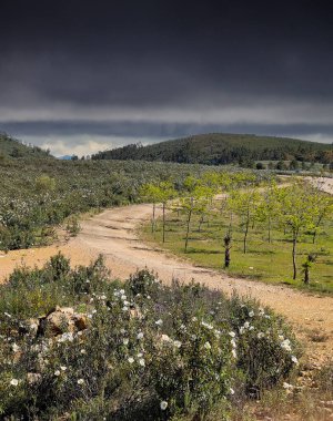 Güneşli bir günde İspanya 'da Caceres' in çayırlarında beyaz çiçekler