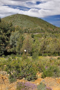 Güneşli bir günde İspanya 'nın merkezindeki Caceres şehrinde orman