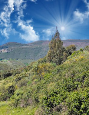 Güneşli bir günde İspanya 'nın merkezindeki Caceres şehrinde orman