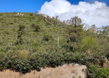 Güneşli bir günde İspanya 'nın merkezindeki Caceres şehrinde orman
