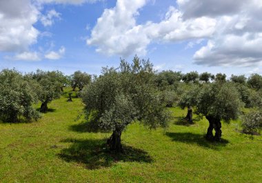 Bulutlu bir günde Caceres vilayetinde zeytin ağaçları