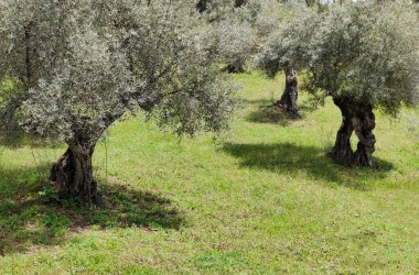 Bulutlu bir günde Caceres vilayetinde zeytin ağaçları