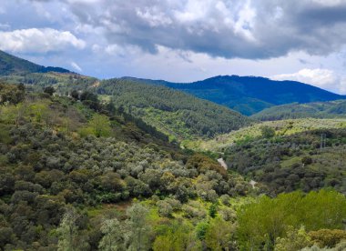 Forest in Extremadura in the center of Spain in a cloudy day
