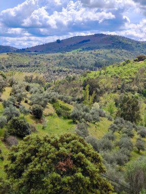 Forest in Extremadura in the center of Spain in a cloudy day