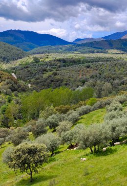 Forest in Extremadura in the center of Spain in a cloudy day