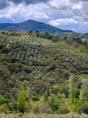 Forest in Extremadura in the center of Spain in a cloudy day