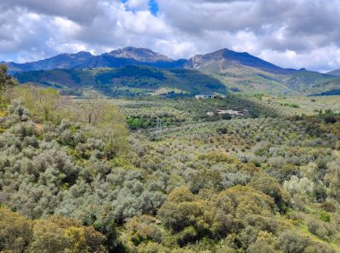 Forest in Extremadura in the center of Spain in a cloudy day