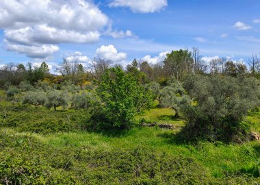Forest in Extremadura in the center of Spain in a cloudy day