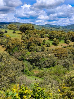 Forest in Extremadura in the center of Spain in a cloudy day