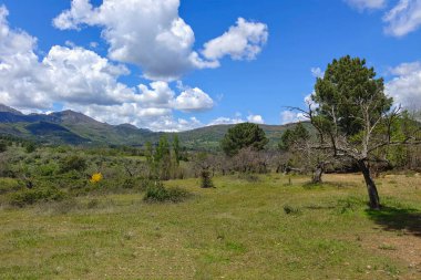 Forest in Extremadura in the center of Spain in a cloudy day