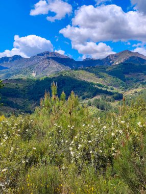 Forest in Guadalupe in Extremadura in the center of Spain in a cloudy day