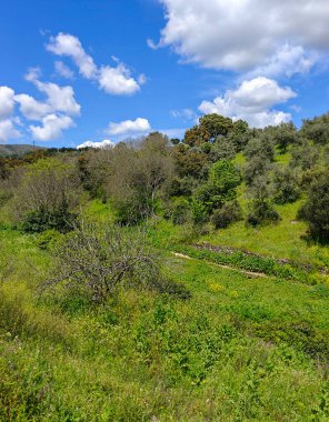 Forest in Guadalupe in Extremadura in the center of Spain in a cloudy day