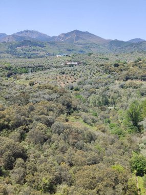Güneşli bir günde İspanya 'nın merkezindeki Guadalupe Extremadura' da bir orman