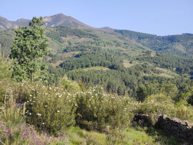 Güneşli bir günde İspanya 'nın merkezindeki Guadalupe Extremadura' da bir orman