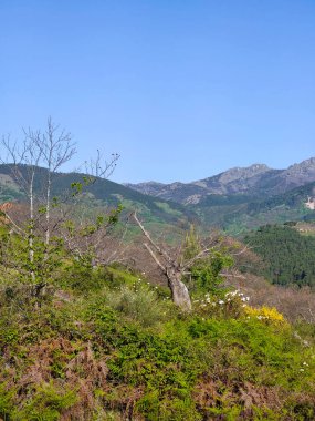 Güneşli bir günde İspanya 'nın merkezindeki Guadalupe Extremadura' da bir orman