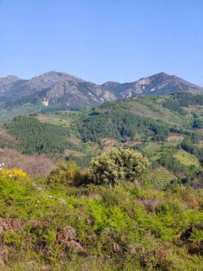 Güneşli bir günde Guadalupe Ormanı