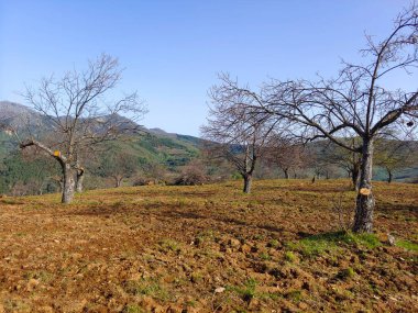 Güneşli bir günde Guadalupe Ormanı