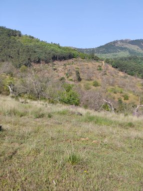 Güneşli bir günde İspanya 'nın merkezindeki Guadalupe Extremadura' da bir orman