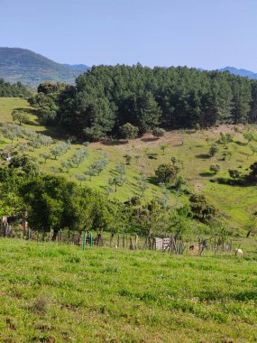 Güneşli bir günde İspanya 'nın merkezindeki Guadalupe Extremadura' da bir orman