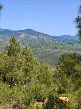 Güneşli bir günde İspanya 'nın merkezindeki Guadalupe Extremadura' da bir orman