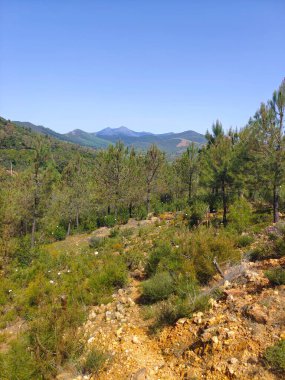 Güneşli bir günde İspanya 'nın merkezindeki Guadalupe Extremadura' da bir orman