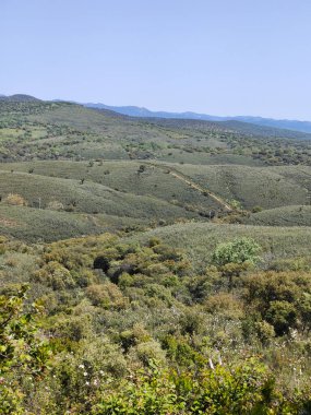 Güneşli bir günde İspanya 'nın merkezindeki Guadalupe Extremadura' da bir orman