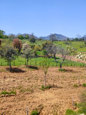 Güneşli bir günde İspanya 'nın merkezindeki Guadalupe Extremadura' da bir orman