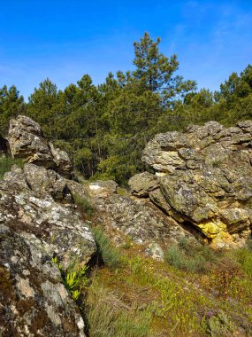 Meadows with trees and flowers in Extremadura in the center of Spain in a sunny day