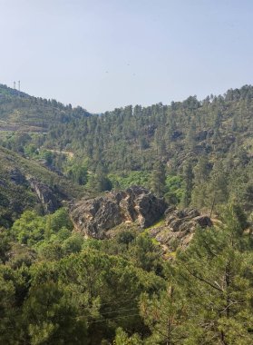 Meadows with trees and flowers in Extremadura in the center of Spain in a sunny day