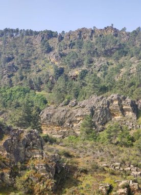 Meadows with trees and flowers in Extremadura in the center of Spain in a sunny day