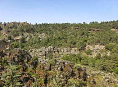 Meadows with trees and flowers in Extremadura in the center of Spain in a sunny day