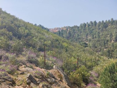 Meadows with trees and flowers in Extremadura in the center of Spain in a sunny day