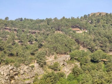 Meadows with trees and flowers in Extremadura in the center of Spain in a sunny day